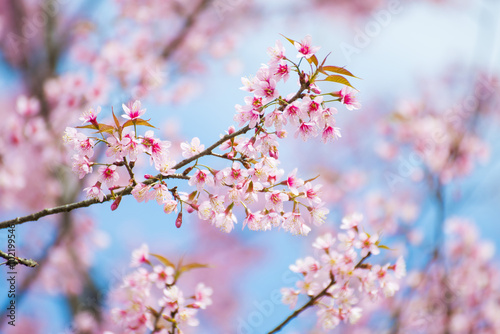 sakura, thai cherry blossom in garden