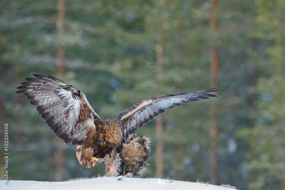 Obraz premium Golden eagle eating a racoon carcass