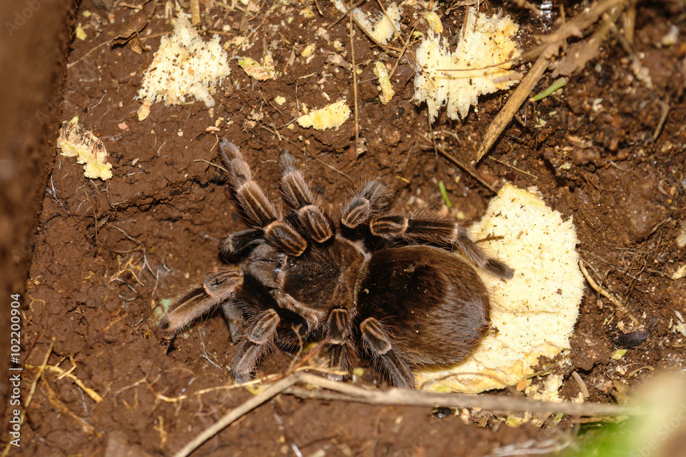 Tarantula