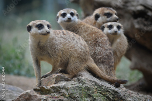 Group of meerkat at the wild nature
