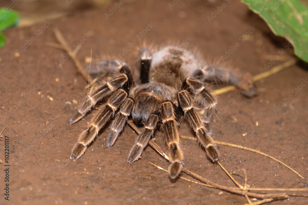 Tarantula Tarantula