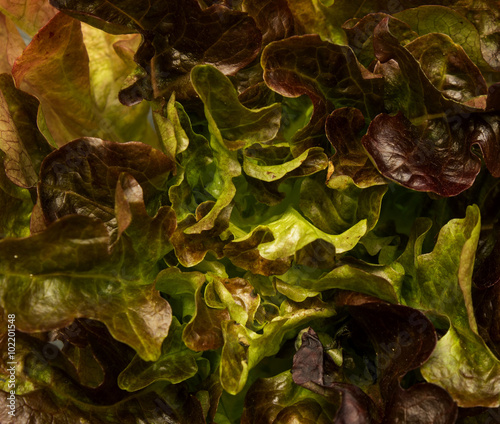 Lettuce (background)