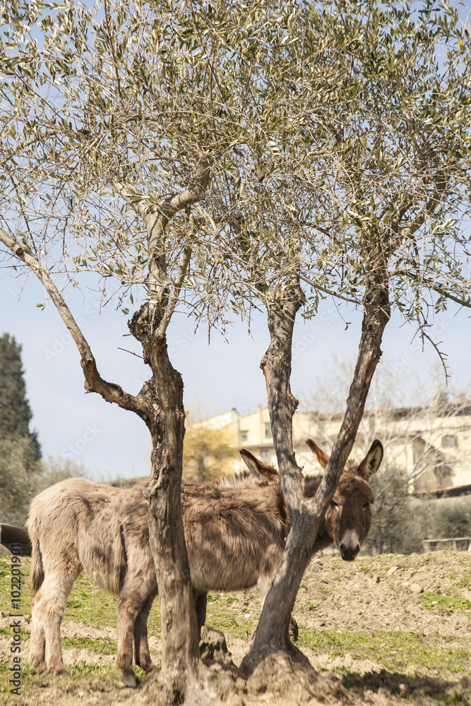 Naklejka premium The donkey and the olive tree