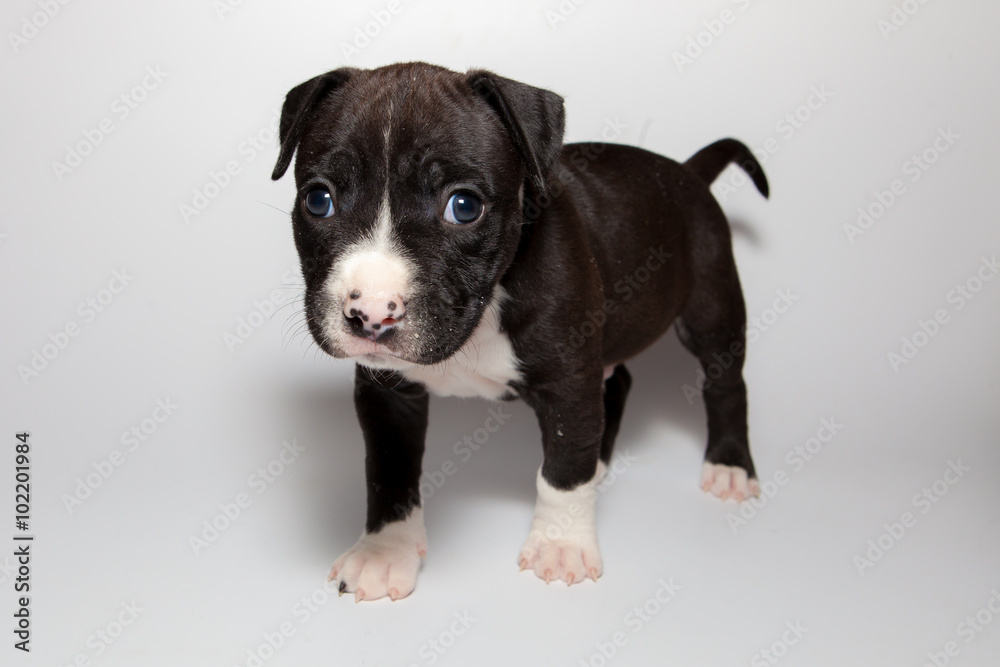 stafford puppy isolated