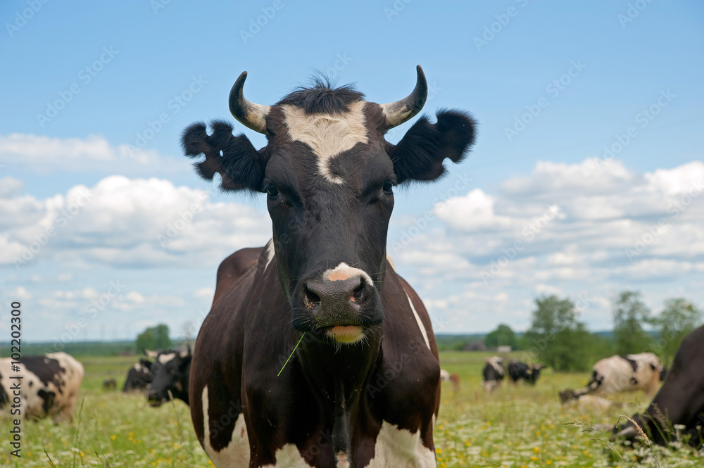 Black and white cow full face with figure cutout ear marks
Black and white cow full face with figure cutout ear marks