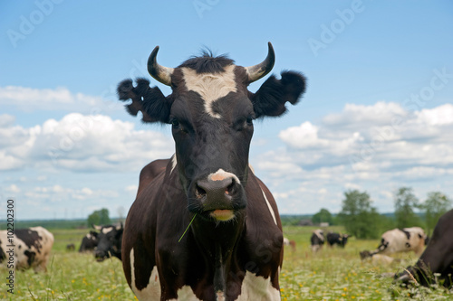 Fototapeta Naklejka Na Ścianę i Meble -  Black and white cow full face with figure cutout ear marks 

