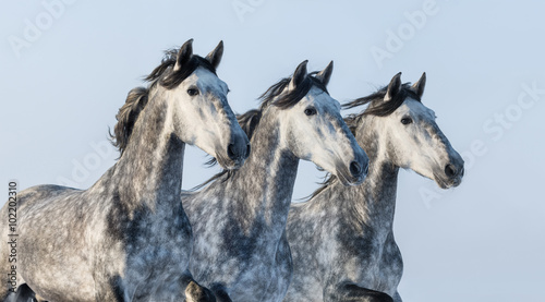 Three grey horses - portrait in motion