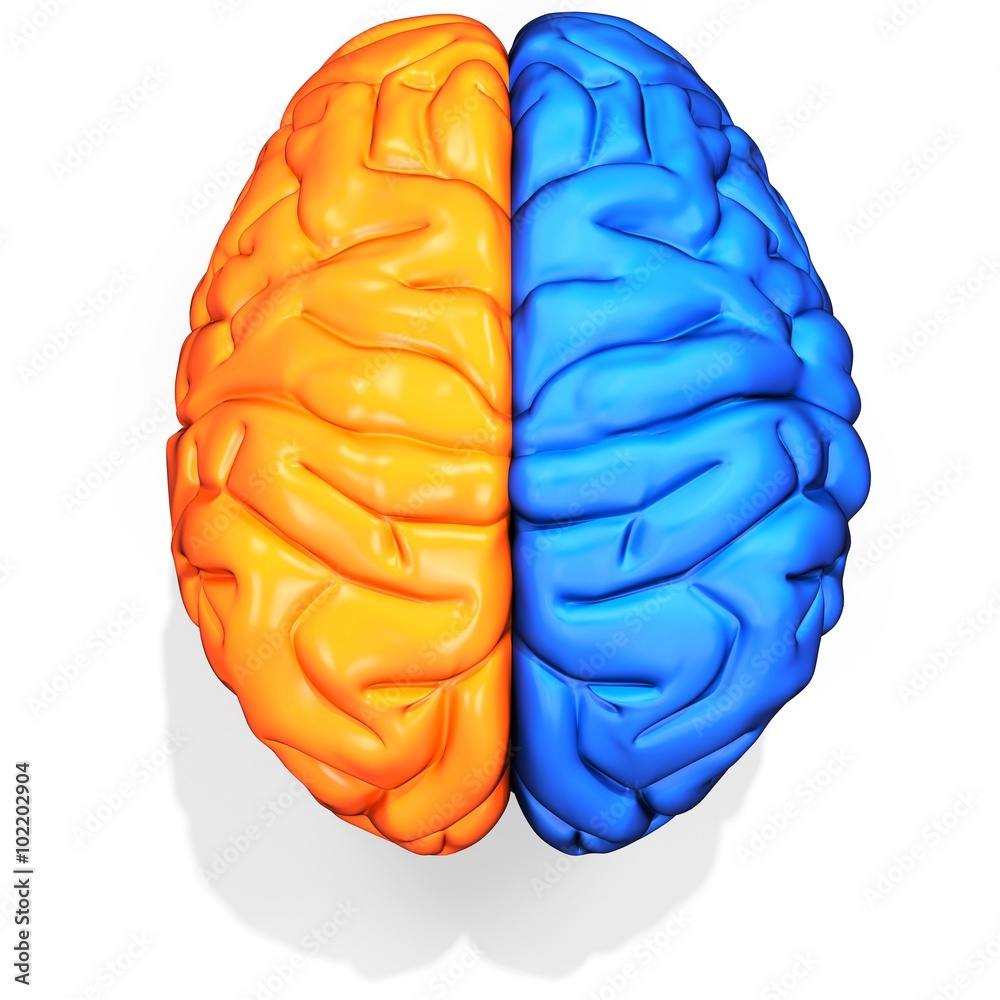 Fototapeta premium 3d detailed brain sides