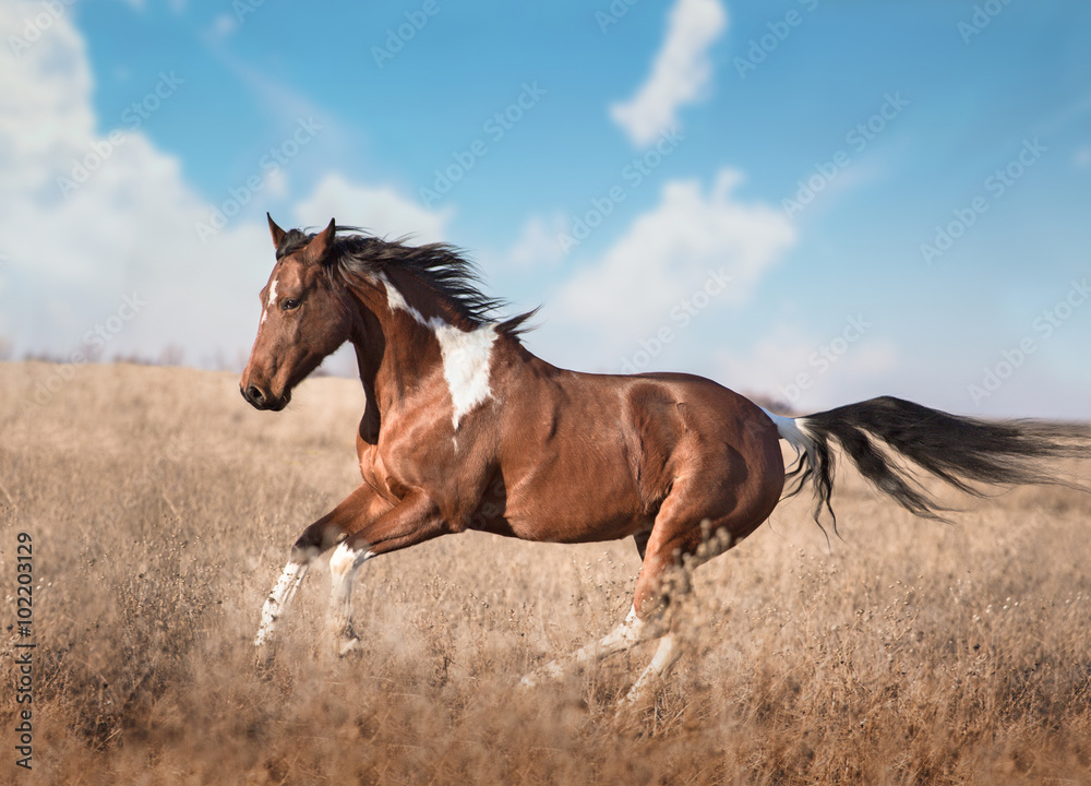 red piebald horse run red piebald horse run