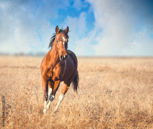 red piebald horse run photo