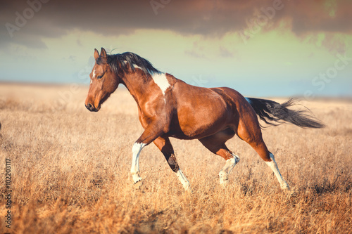 Fototapeta Naklejka Na Ścianę i Meble -  red piebald horse run