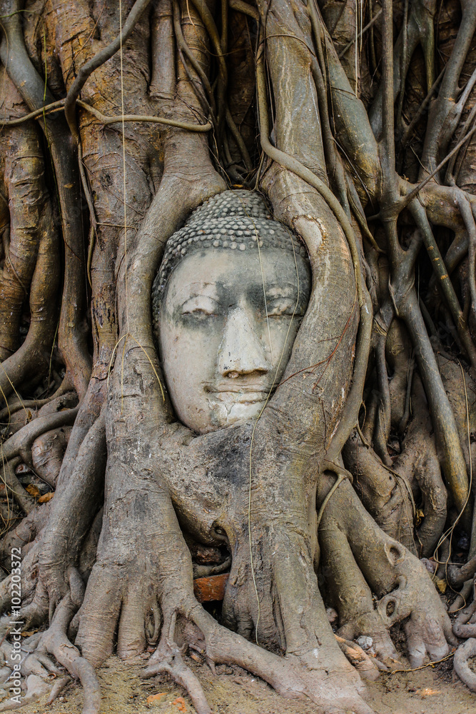 Head of Buddha image in tree root