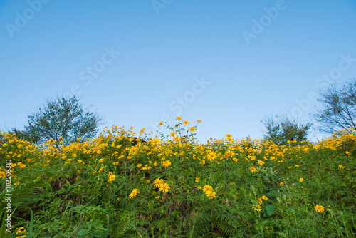 Yellow Mountain Flower