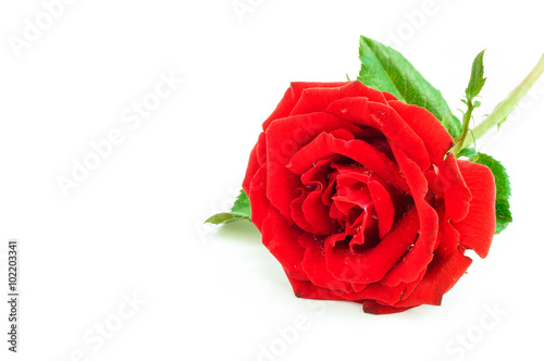 Close up of red rose on white background  Selective focus