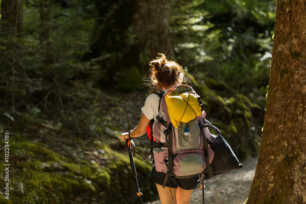 Fototapeta premium woman hiker with backpack walking in native beech forest