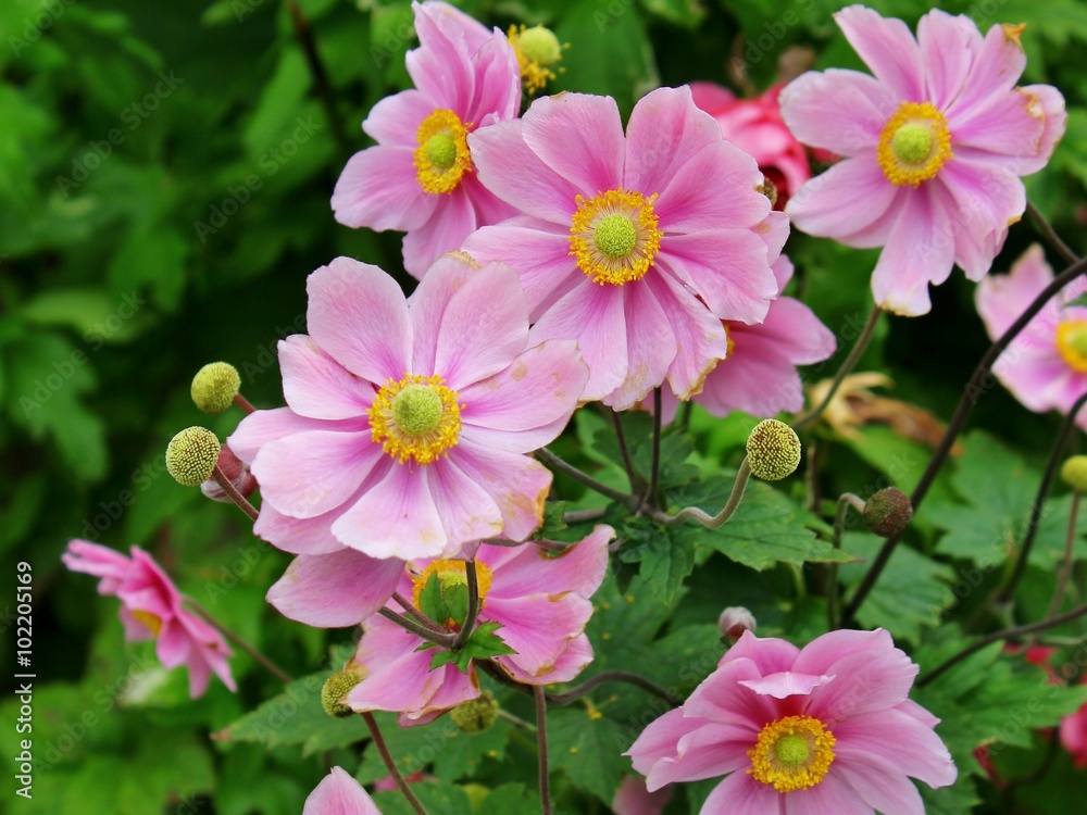 Anemone hupehensis Anemone hupehensis