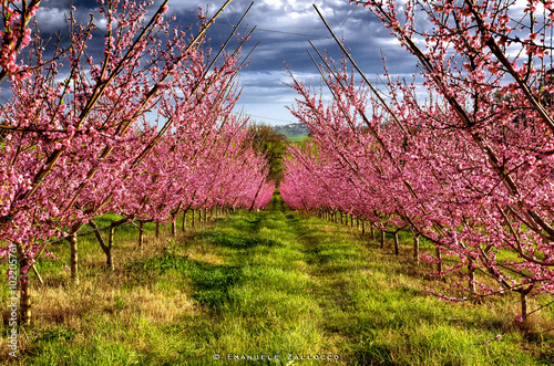 Fiori di Pesco