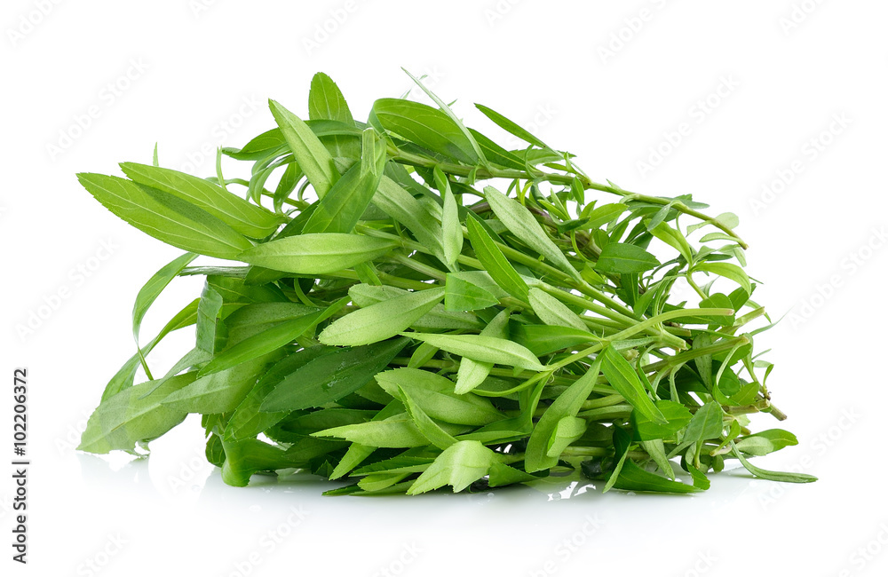 Tarragon herbs on white background Tarragon herbs on white background