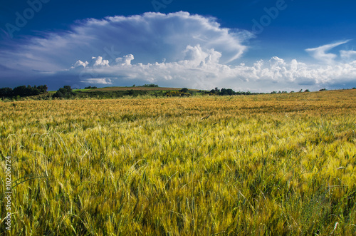 Campi di Grano