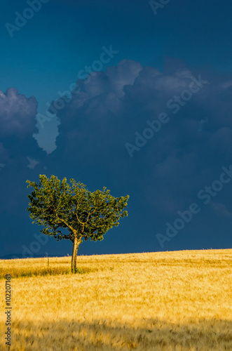 Storm behind the tree.
