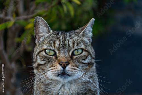 Fototapeta Naklejka Na Ścianę i Meble -  Friendly dun cat portrait