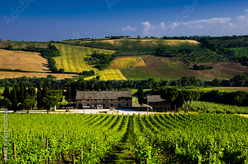 The Vineyard.
I vigneti nella campagna Marchigiana