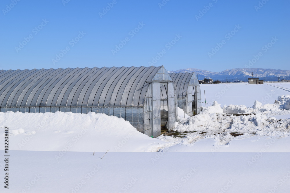 雪の中の農業用ビニールハウス／山形県の庄内地方で、雪の中の農業用ビニールハウスを撮影した写真です。