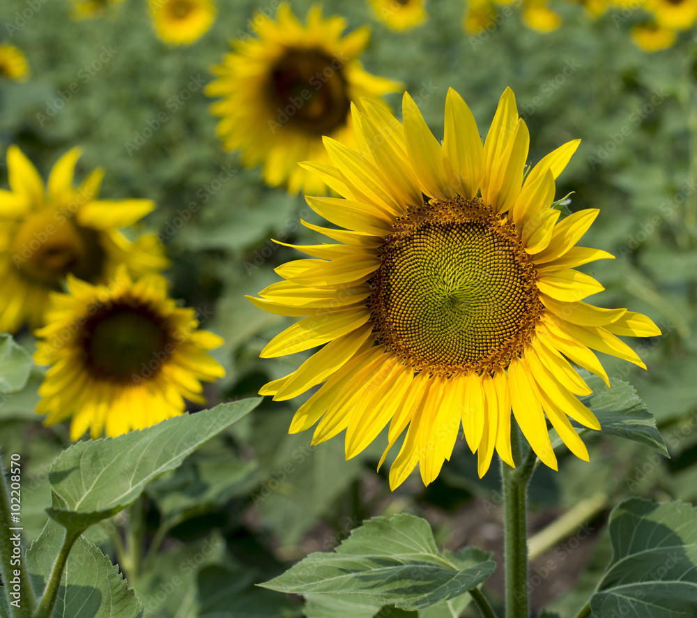 sunflower flower in a sunny day in the field sunflower flower in a sunny day in the field
