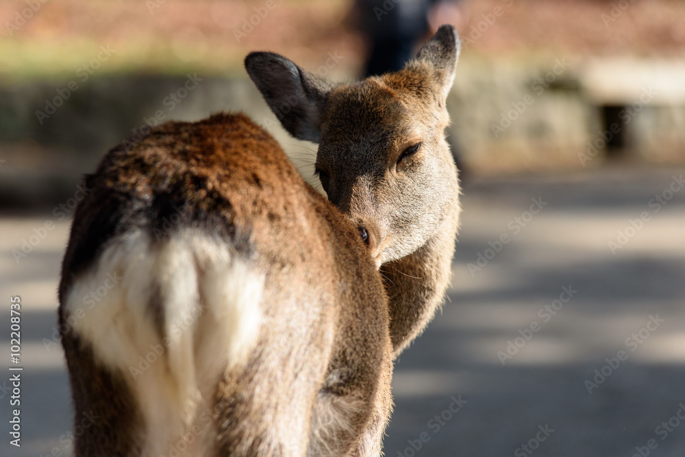 Fototapeta premium 奈良公園の鹿