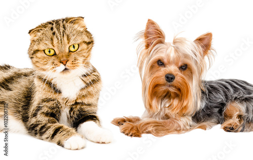 Portrait of cat Scottish Fold and Yorkshire terrier