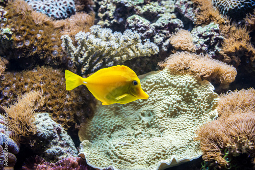 Yellow tang fish swimming in large aquarium