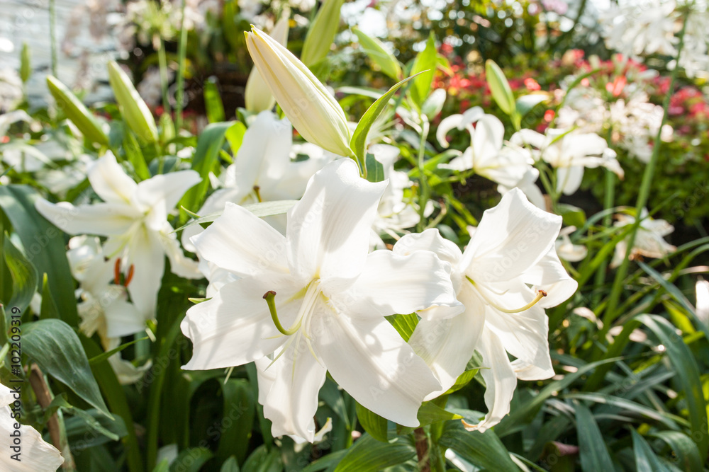 Beautiful white lily in the garden Beautiful white lily in the garden