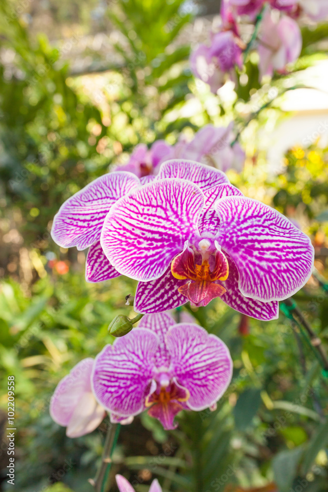 Orchid purple speckled The name of The flower due to similarity Orchid purple speckled The name of The flower due to similarity