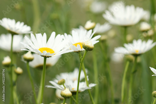 white daisy flowers spring season