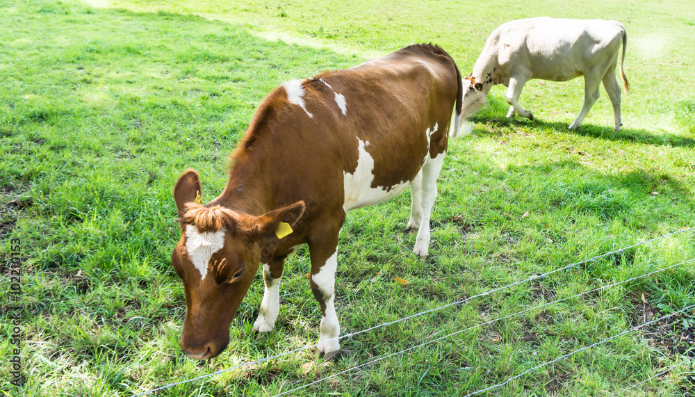 Cow grazing on a green field