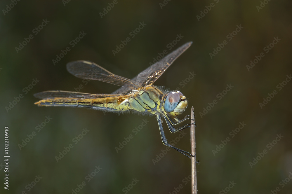 Sympetrum descansa en una hierba Sympetrum descansa en una hierba