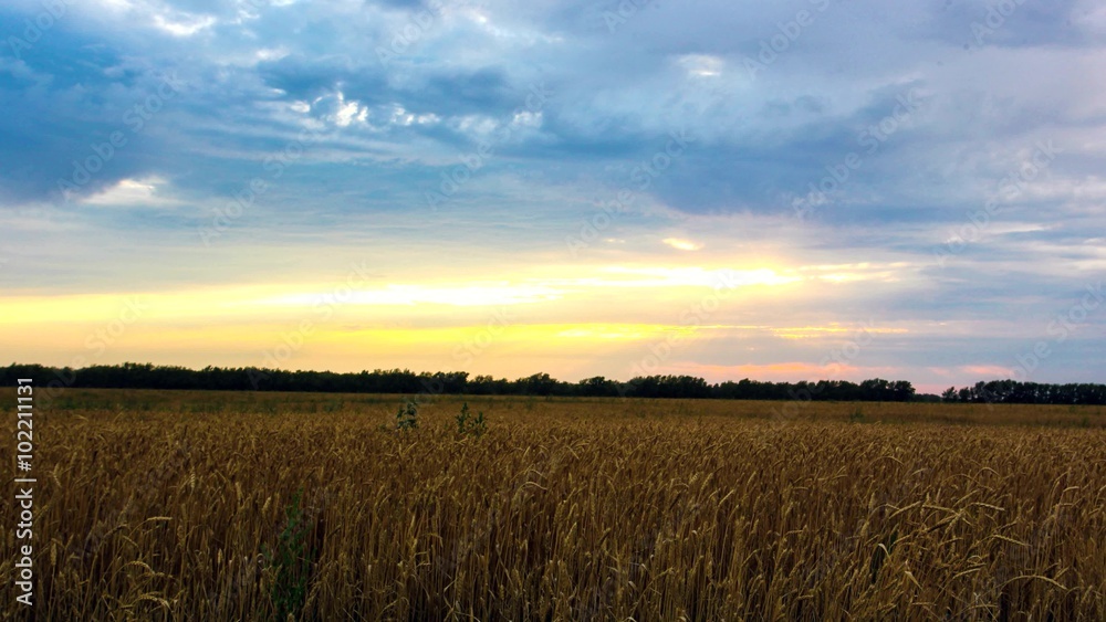 Timelapse of wheat field at sunset. 4k Timelapse of wheat field at sunset. 4k