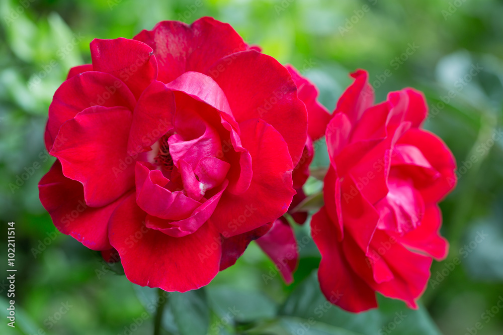 Bush blooming red roses on a background of green foliage Bush blooming red roses on a background of green foliage