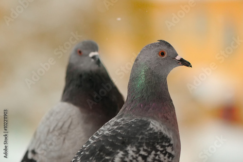 Pigeons Close-Up