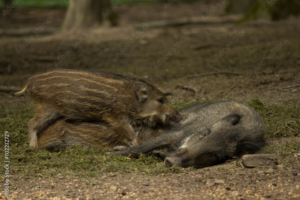 Wildschwein Wildschwein