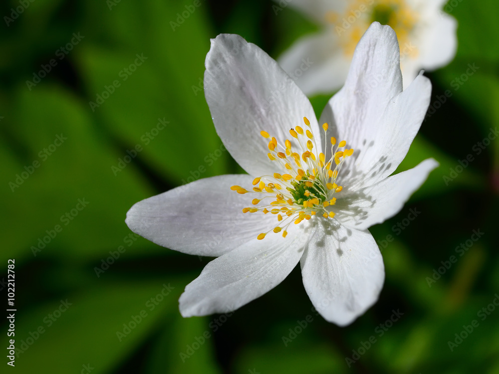 Anemone sylvestris. First spring flowers