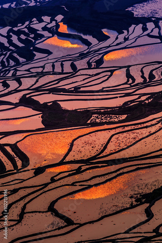 Terraced rice field
