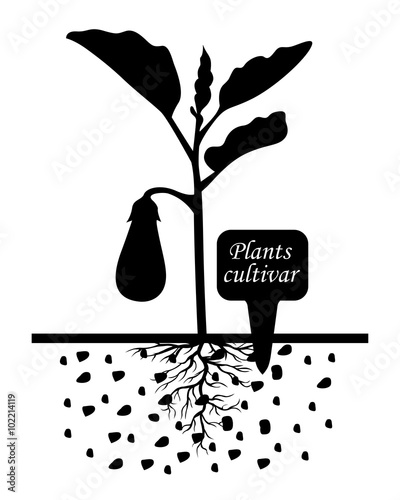 Eggplant plants with label cultivar
