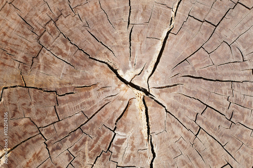 Wood texture of cutted tree trunk, close-up