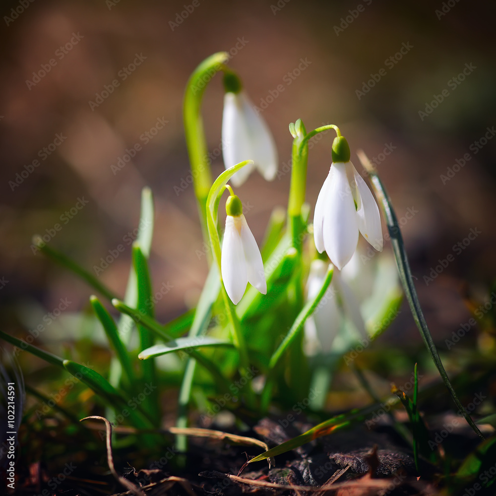 Spring snowdrop flowers blooming in sunny day
