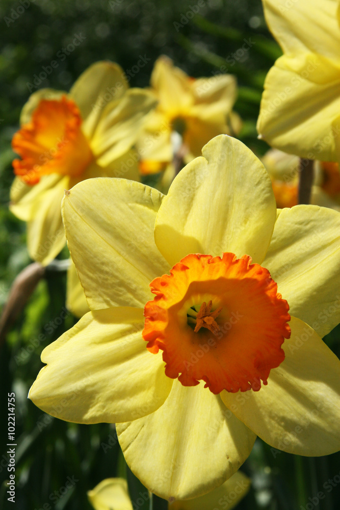 Huge daffodils / Yellow daffodils in the summer garden in Moscow Huge daffodils / Yellow daffodils in the summer garden in Moscow