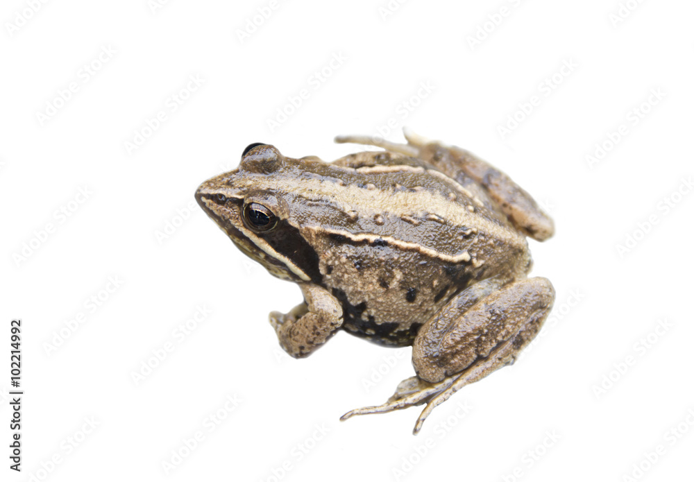 Frog Rana arvalis