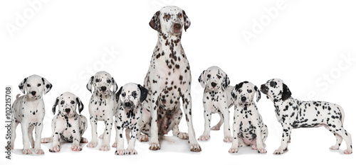 Fototapeta Naklejka Na Ścianę i Meble -  Dalmatinerhündin mit Welpen