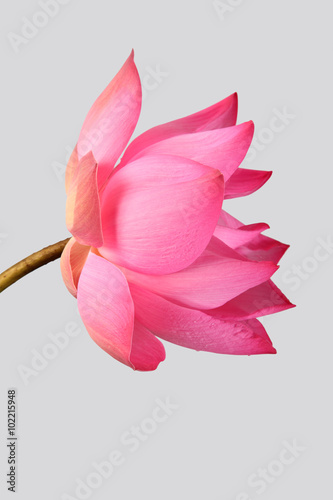 Fototapeta Naklejka Na Ścianę i Meble -  Majestic Lotus flower isolated on grey background.