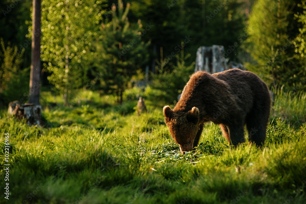 Big brown bear in nature or in forest, wildlife, meeting with bear, animal in nature Big brown bear in nature or in forest, wildlife, meeting with bear, animal in nature